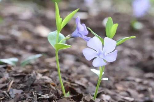 花叶蔓长春什么时候开花，花叶开四季，藤蔓绕长春