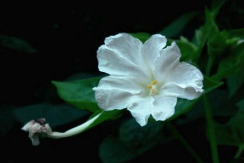 夜来香几月开花，夜来香为什么夜间开花