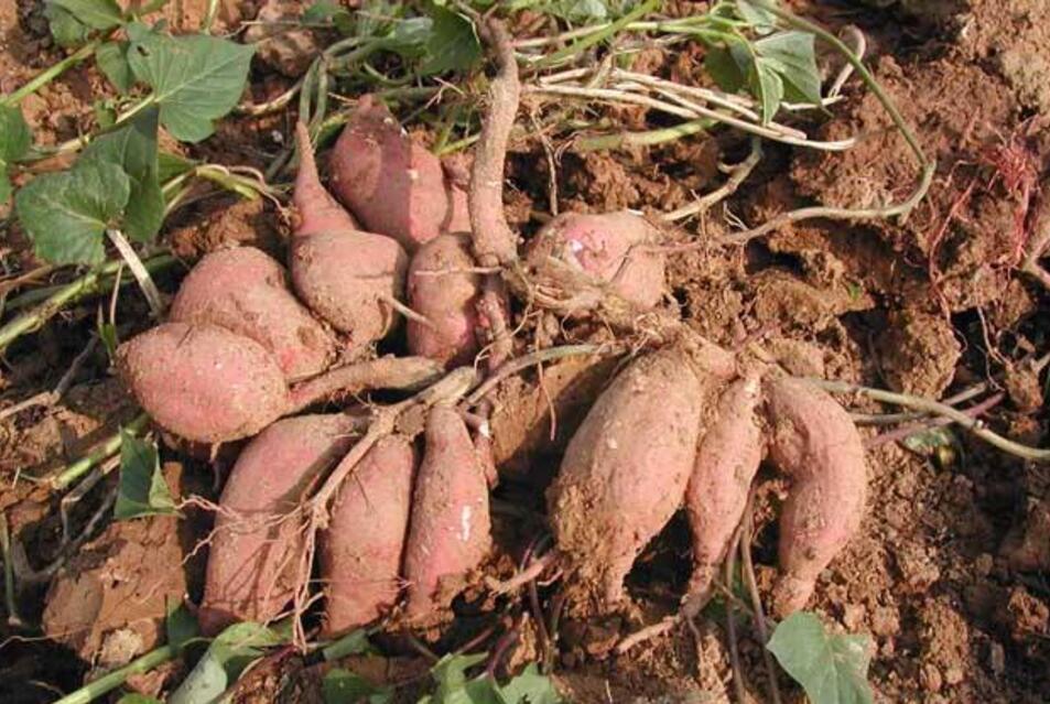 红薯的种植方法 想要红薯高产,必须注意这五点