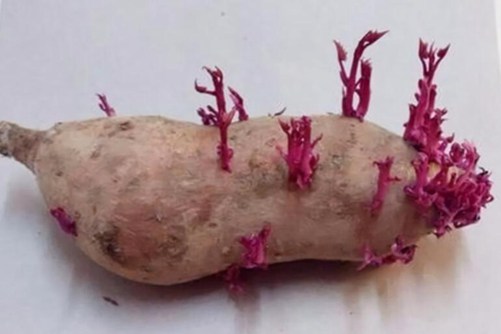 红薯发芽了还能吃吗？ 吃发芽的红薯会不会中毒